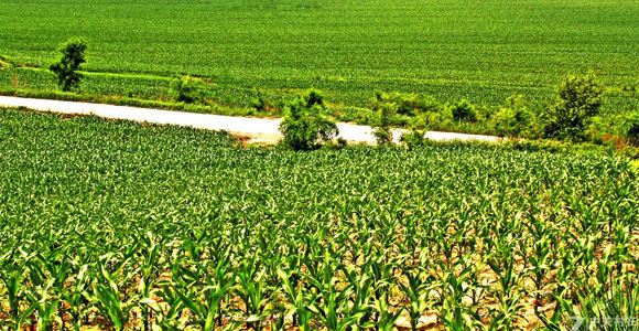 教你如何識(shí)別真假肥料！